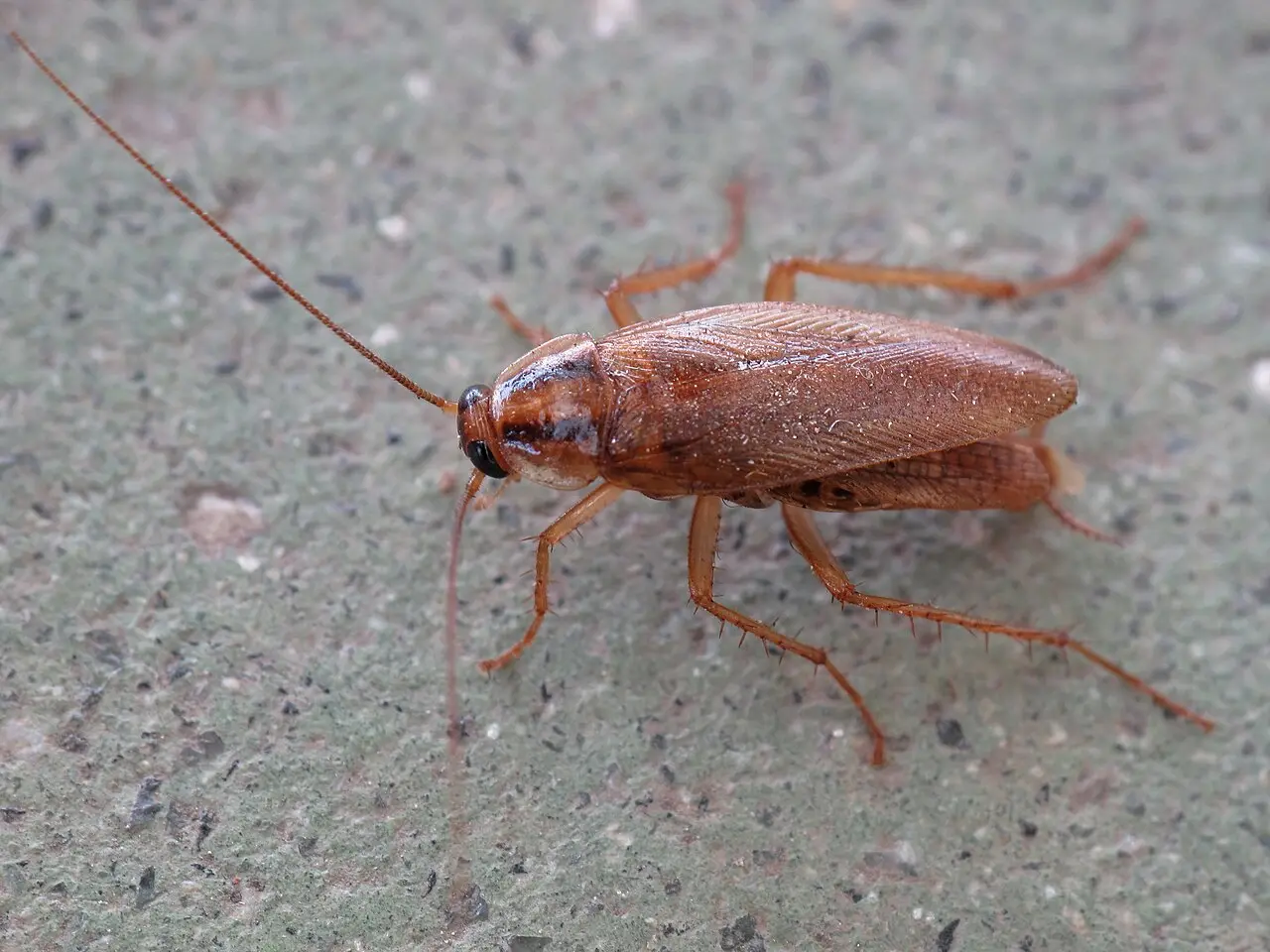 Blatte germanique