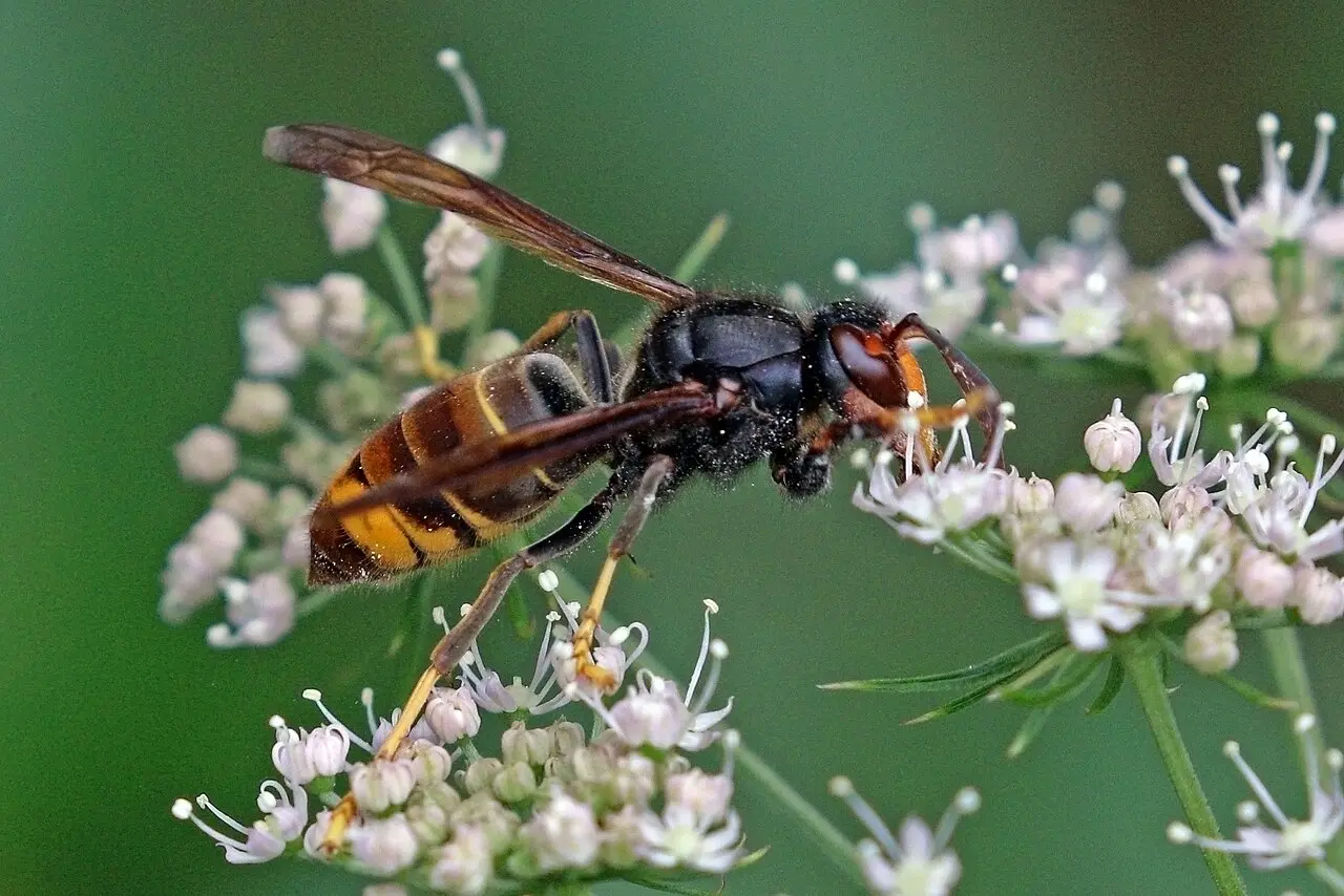 Frelon asiatique posé sur une fleur