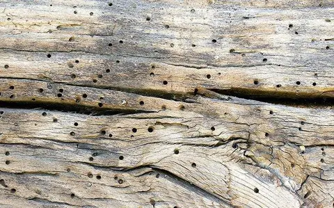 Bois attaqué par des insectes xylophages
