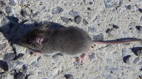 Souris domestique