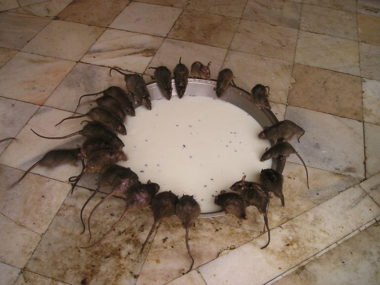Infestation de nuisibles : les choses à faire et à ne pas faire