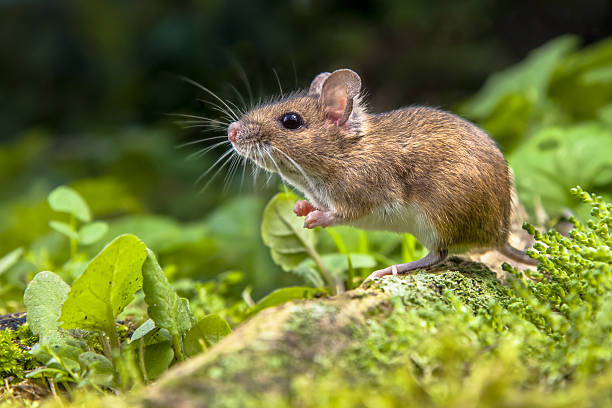 Rat, souris, loir ou mulot : comment les différencier