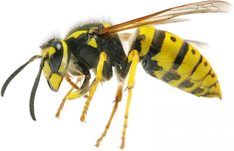 Nid de guêpes chez vous : ce qui arrive vraiment si vous l'attaquez seul