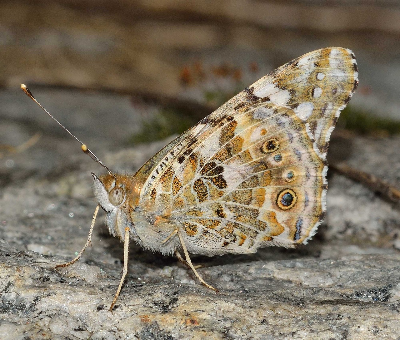 insects-758796_1280