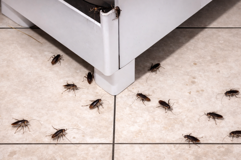 Comment localiser un nid de cafards : le guide complet d'identification