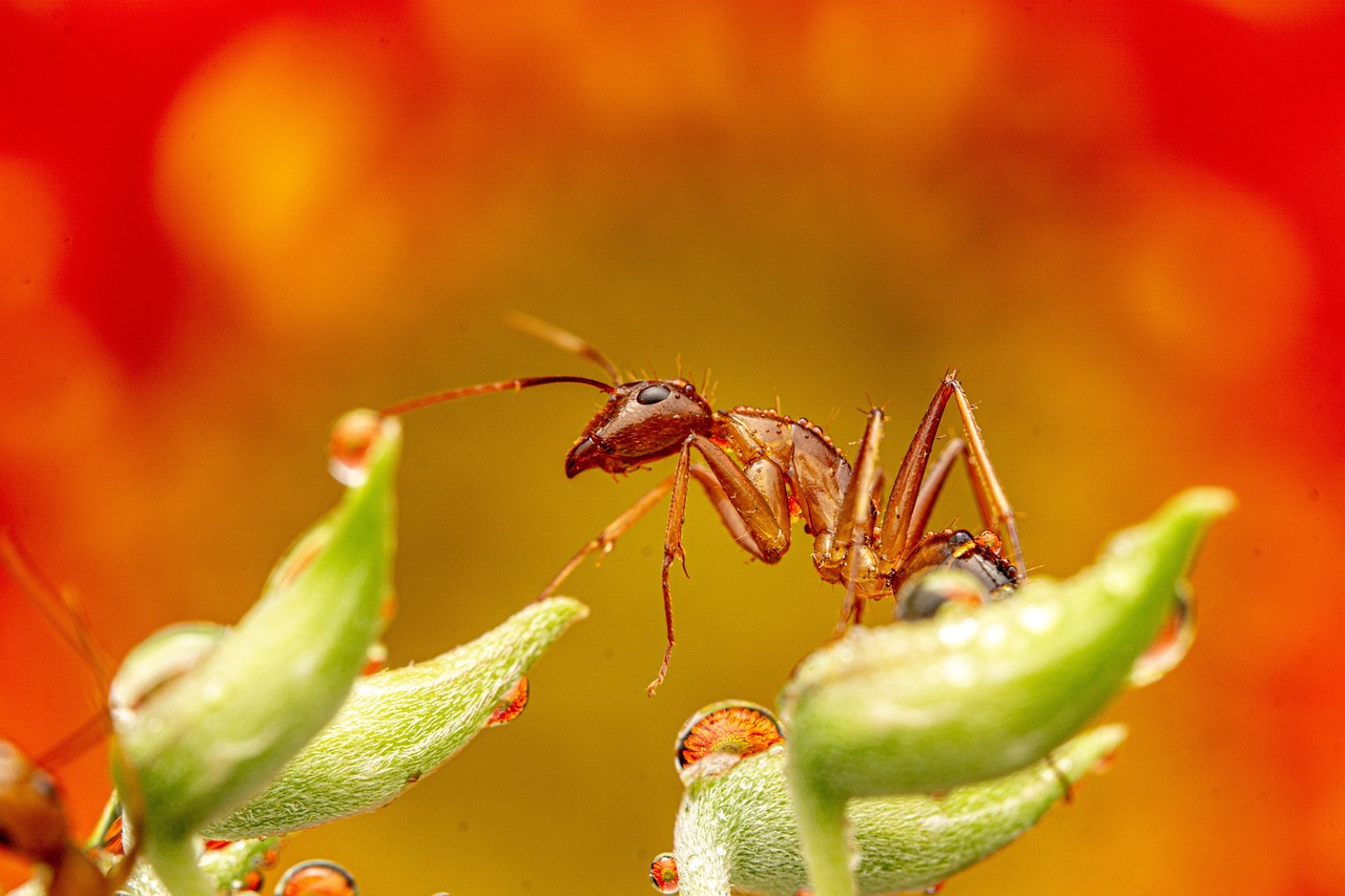 ant-9061666_1280