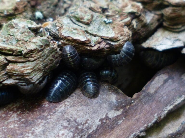Les différents types d'insectes nuisibles : détecter, comprendre, agir