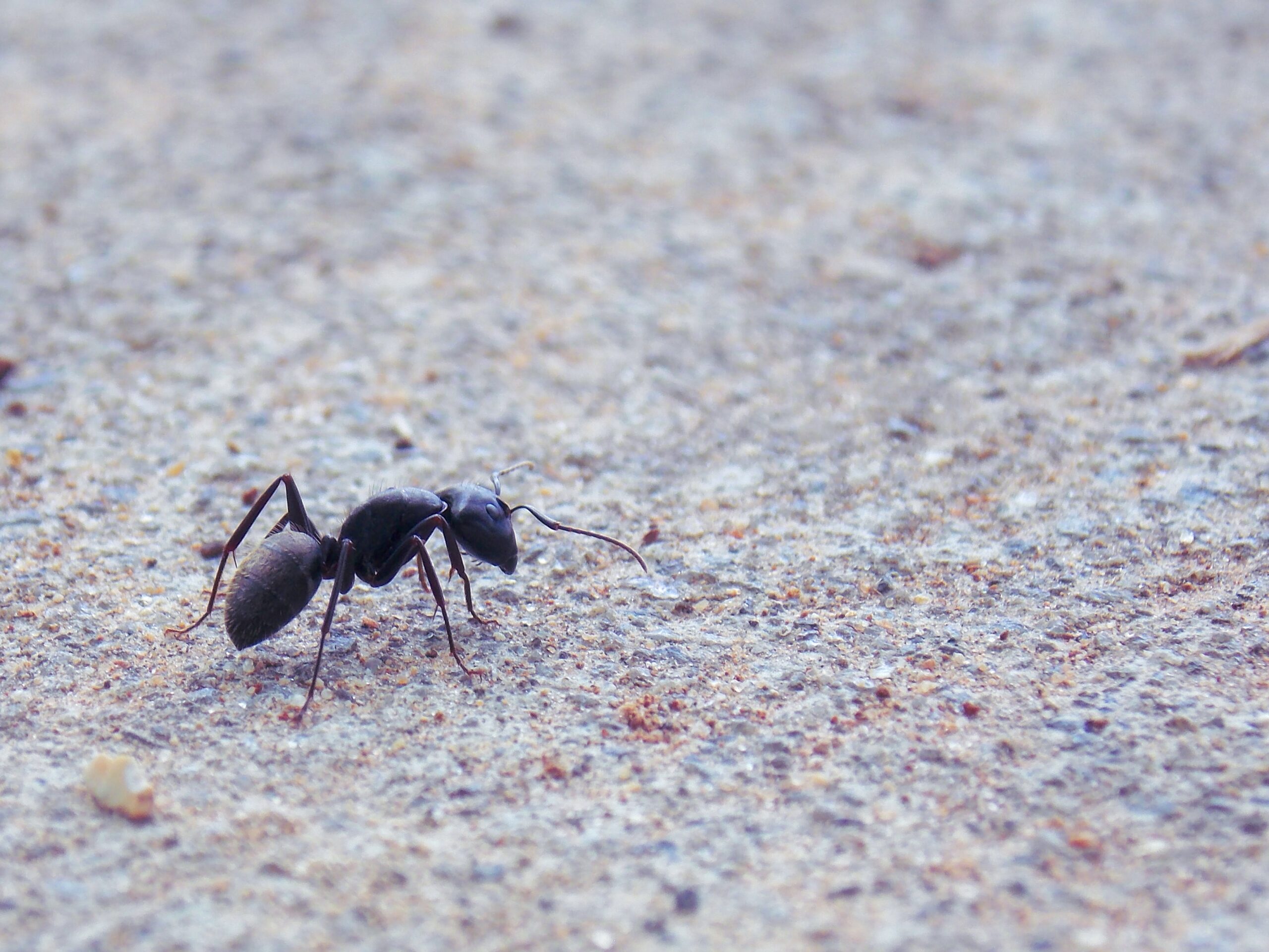 fourmis
